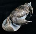 D Prepared Tumidocarcinus Giganteus Crab Fossil #4397-6
